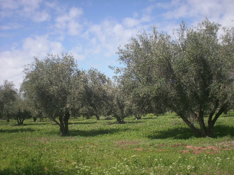 4-Acre Olive Grove with 250 Olive Trees for Sale in the Mediterranean